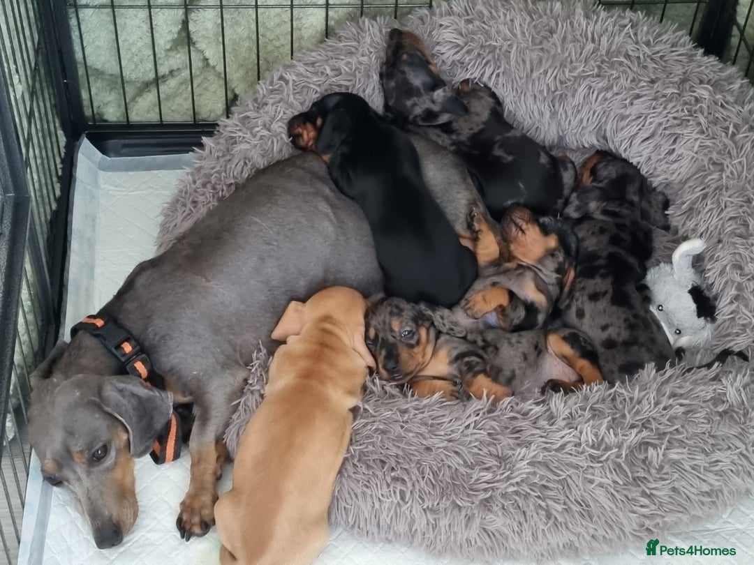 Dachshund dogs for sale: Miniature Dachshund  - Image 3