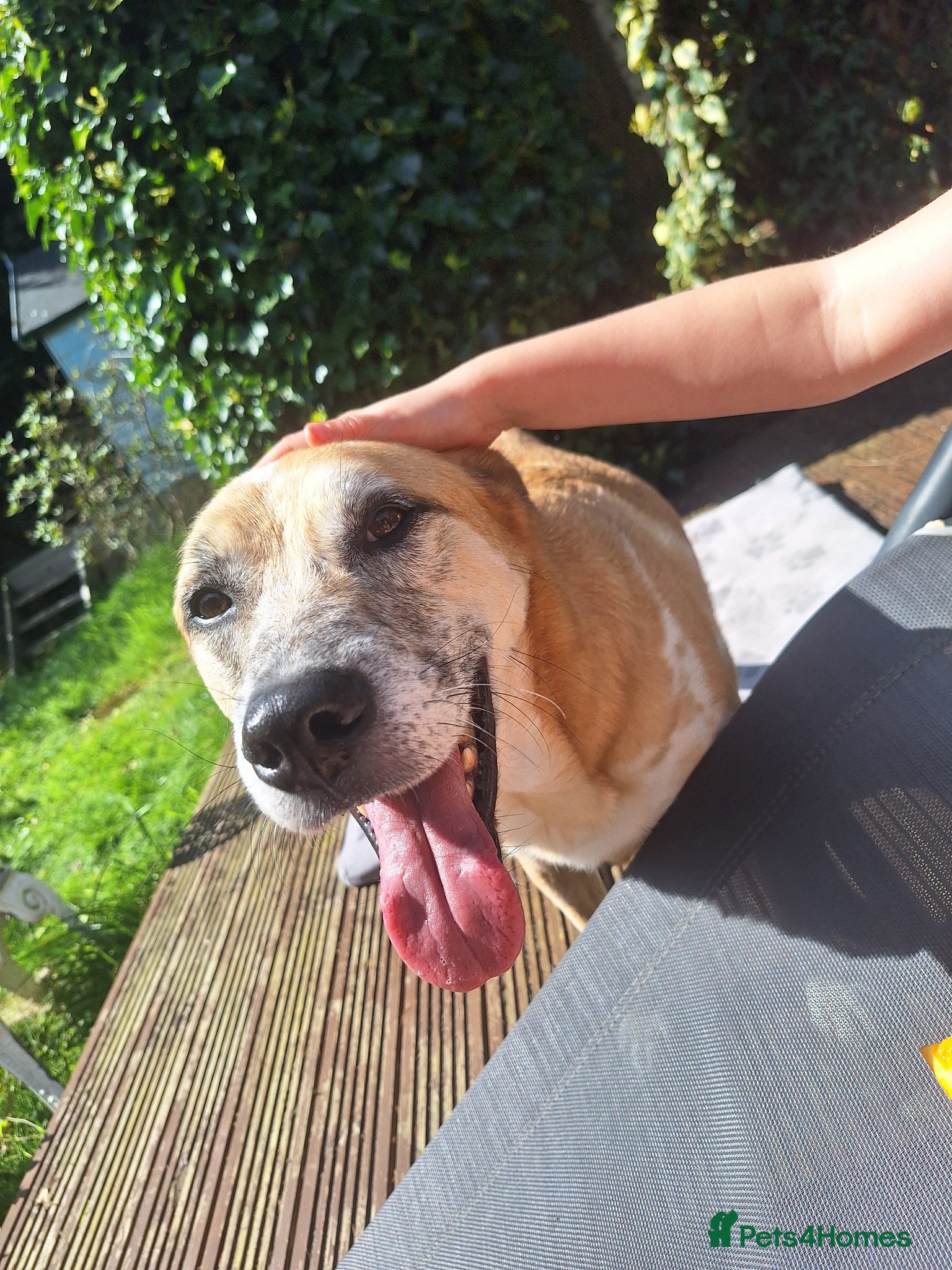 Mixed Breed dogs Beautiful Boy for Adoption/Foster to Adopt - Advert 16