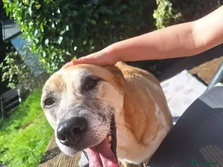 Mixed Breed dogs Beautiful Boy for Adoption/Foster to Adopt - Advert 1
