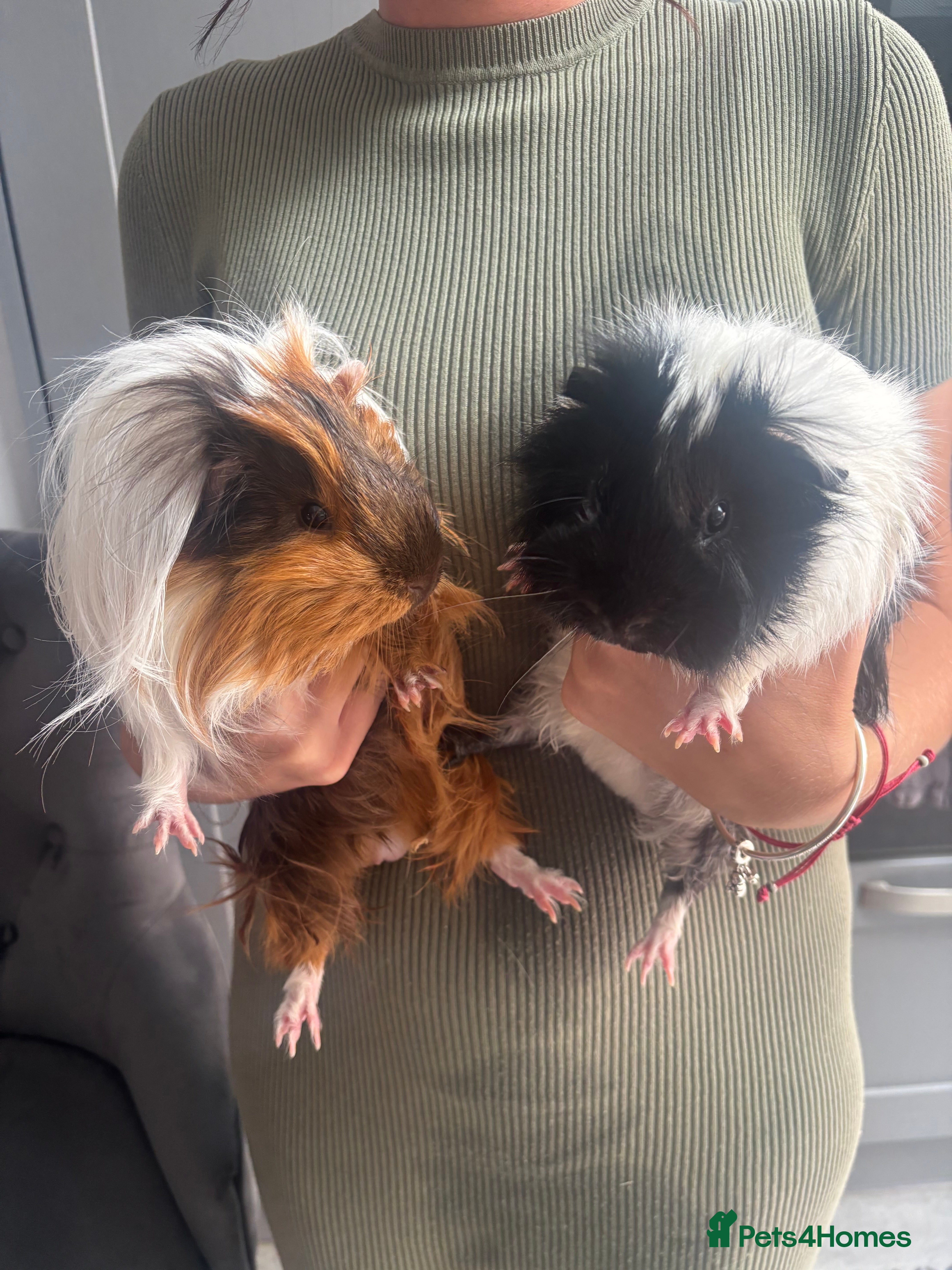 Guinea Pig rodents 2 male guinepigs 1 years  - Advert 4