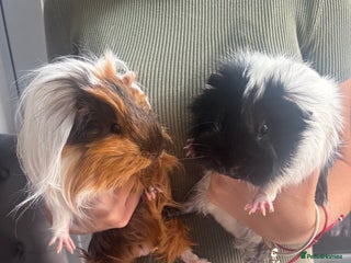 Guinea Pig rodents 2 male guinepigs 1 years - Advert 2