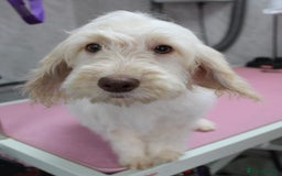 Cockapoo dogs for sale: Licensed breeder, health tested F1 cockapoos in Rugby - Image 1