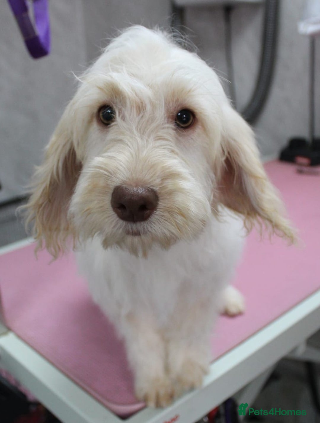 Cockapoo dogs for sale: Licensed breeder, health tested F1 cockapoos in Rugby - Image 1