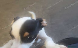 Mixed Breed dogs for sale: Jackchi - Image 2