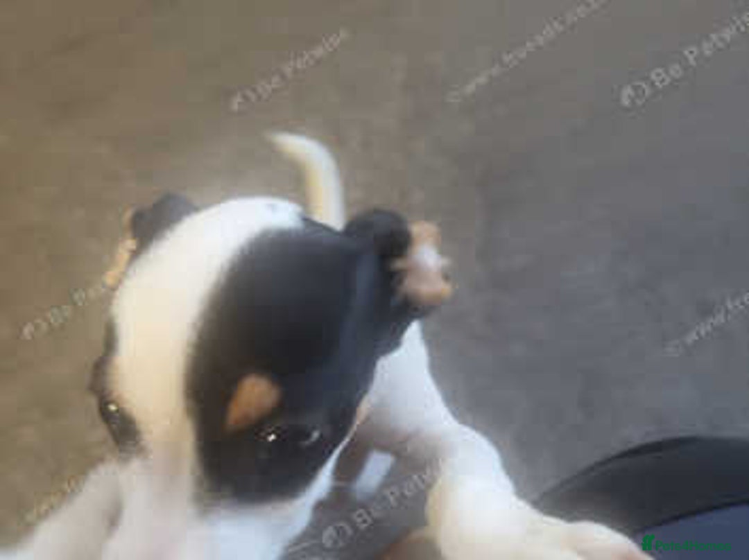 Mixed Breed dogs for sale: Jackchi - Image 2