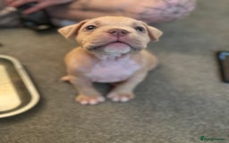 American Bully dogs for sale: Pocket bully female GREAT bloodline READY to leave - Image 21