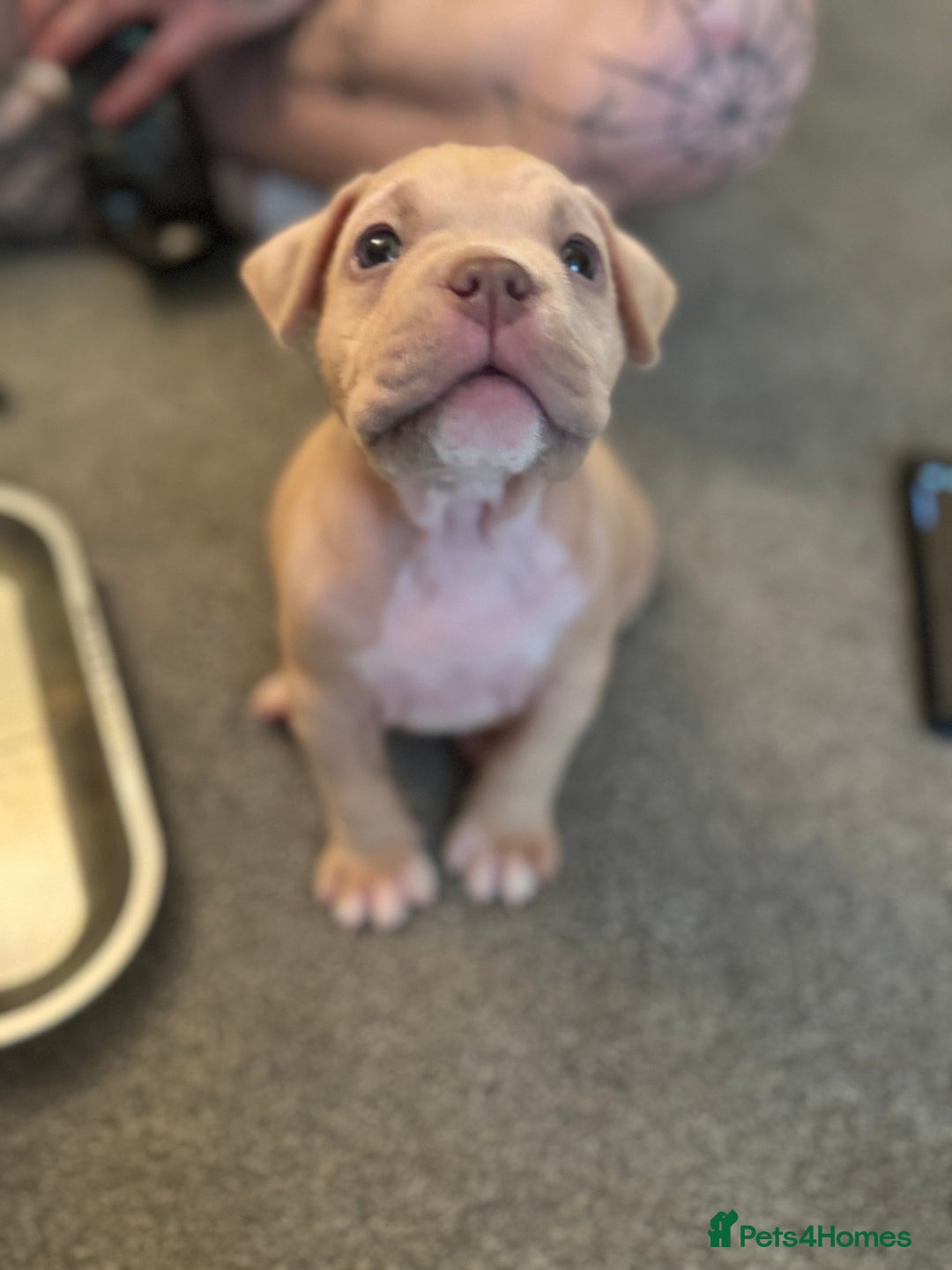 American Bully dogs for sale: Pocket bully female GREAT bloodline READY to leave - Image 21