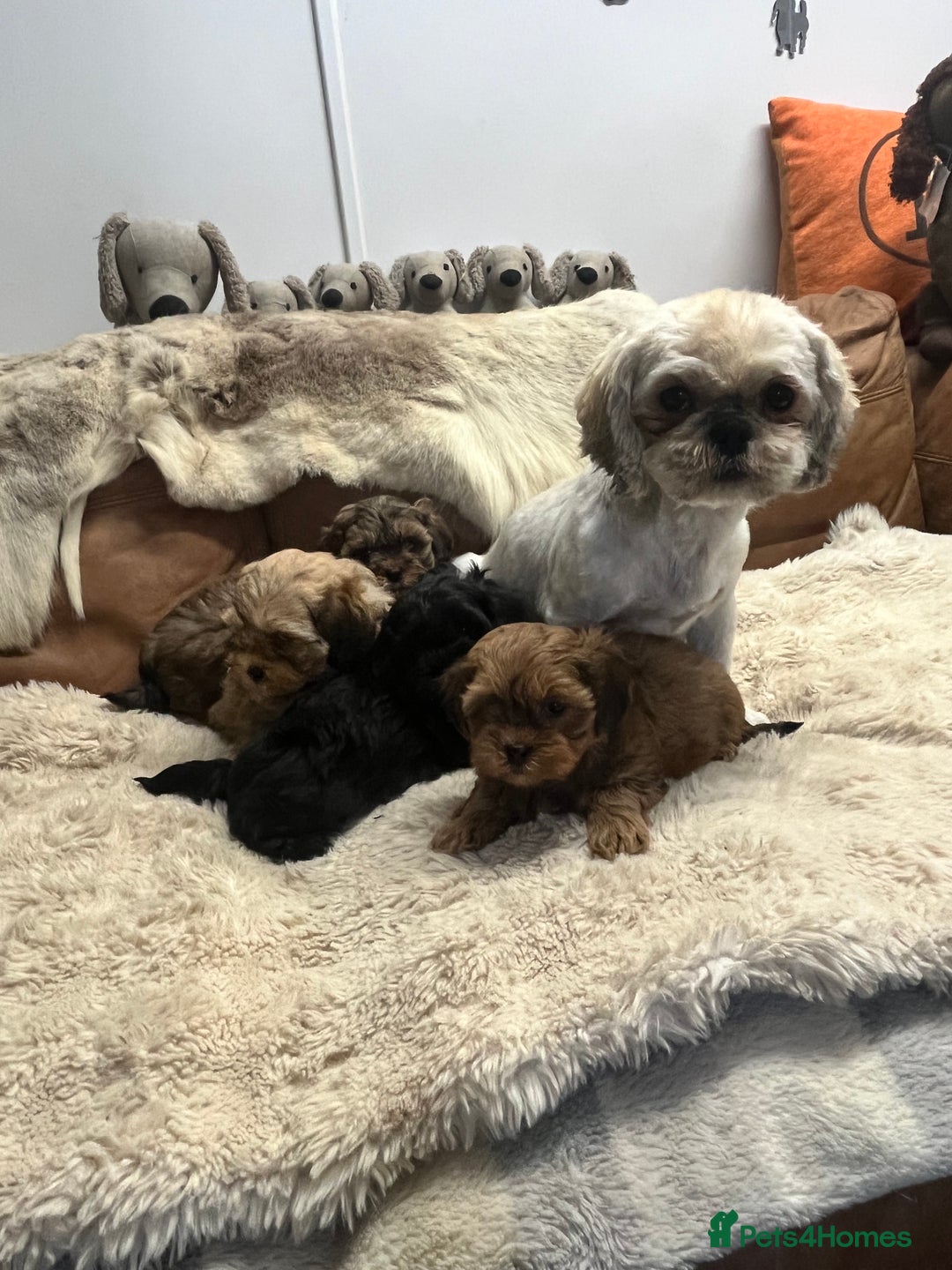 Shihpoo dogs for sale: gorgeous handsome litter  - Image 1