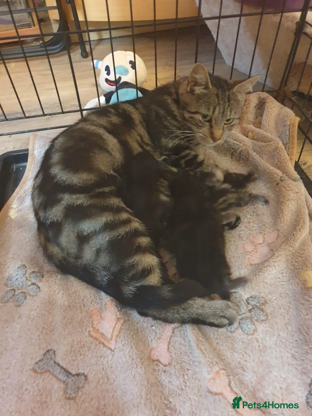 Mixed Breed cats for sale: Bengal cross kitten ready now  - Advert 2