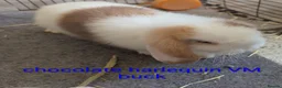 Mini Lop rabbits for sale: Pure bred minilops - Advert 8