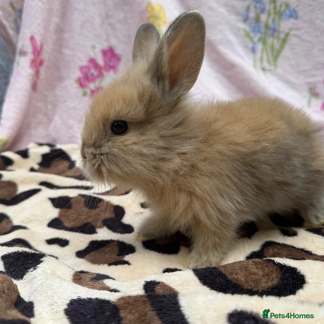 Mini Lion Lop rabbits for sale: 🐰 Dutch x Lion Lop Babies – Ready to Reserve - Advert 2
