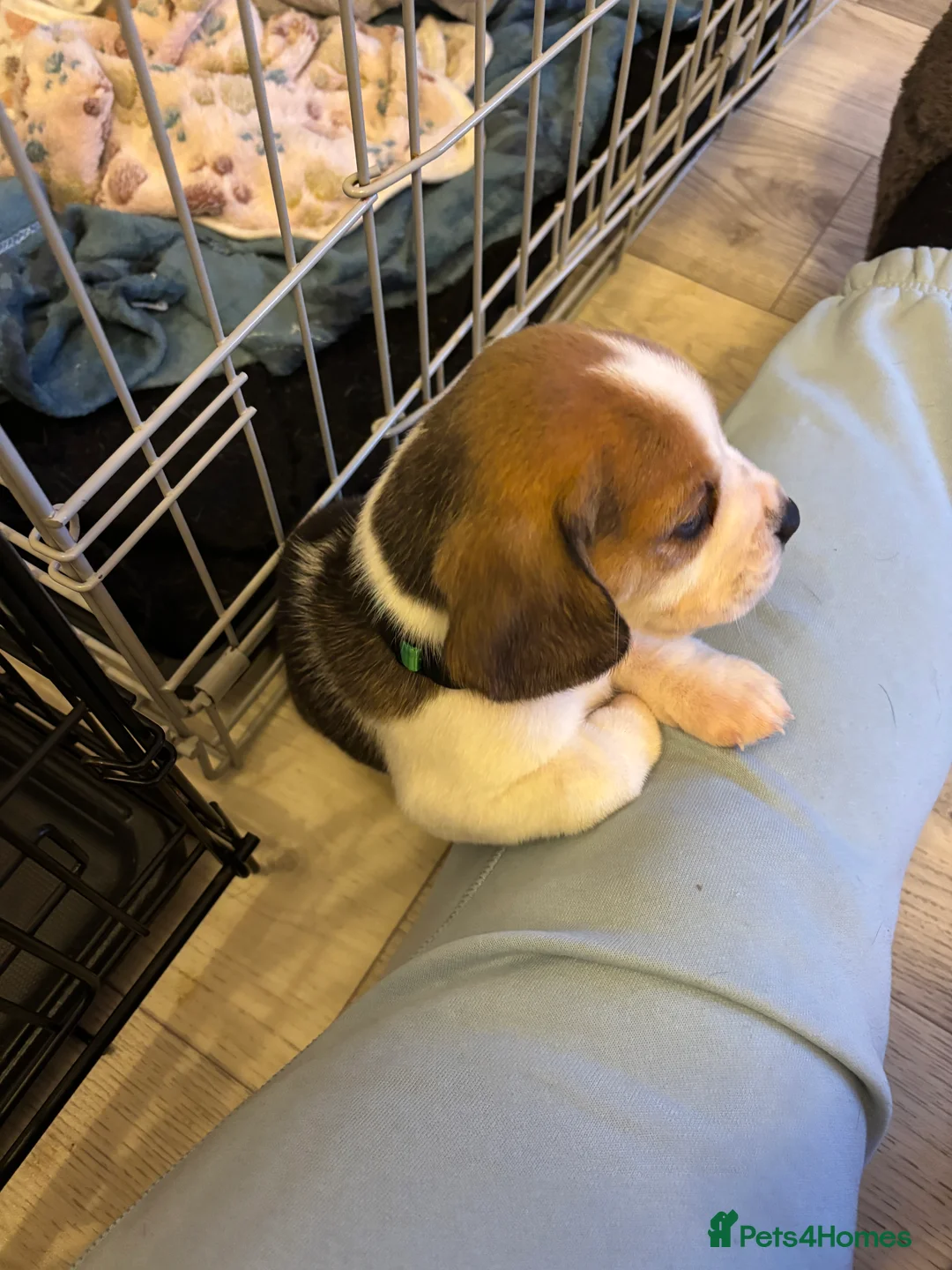 Beagle dogs for sale: Pure bred beagle girls - Advert 4