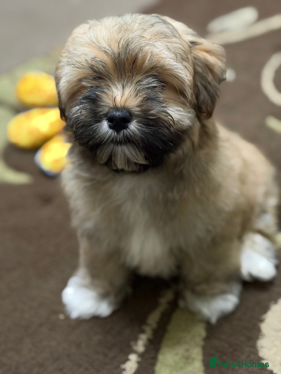 Havanese dogs for sale: ***Amazing Havanese Puppies *** - Advert 13