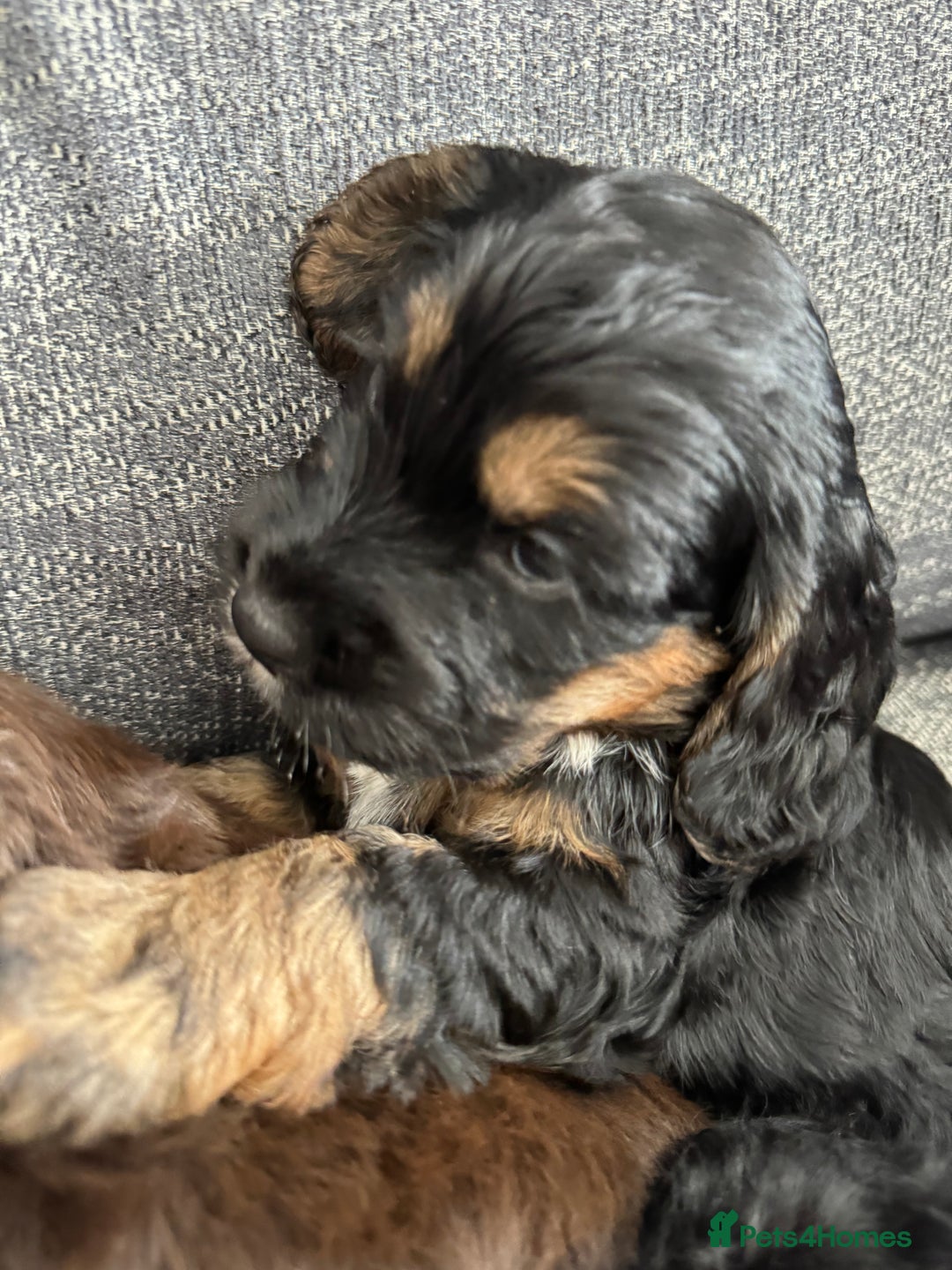 Cockapoo dogs for sale: Cockapoo Puppies - Image 3