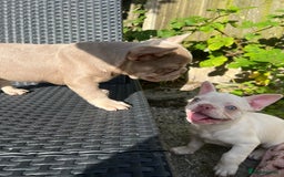 French Bulldog dogs for sale: 2 French bulldog pups.  1 boy & 1 girl.  - Image 18