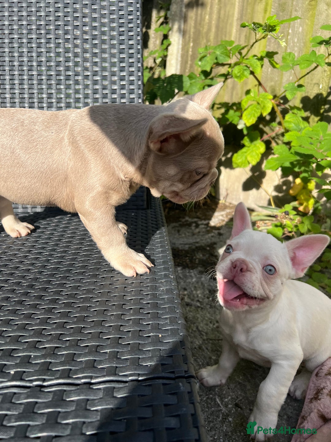 French Bulldog dogs for sale: 2 French bulldog pups.  1 boy & 1 girl.  - Image 18