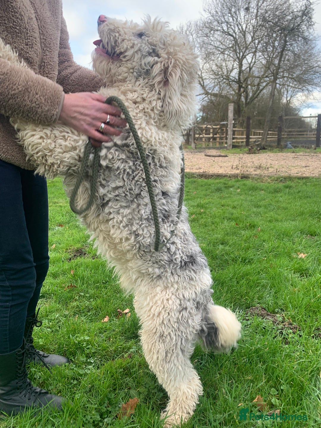 Sheepadoodle dogs for sale: Medium Size Sheepadoodle F1b.  - Advert 8