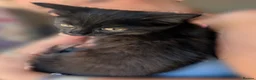 Mixed Breed cats for sale: Kitten girl  - Advert 1