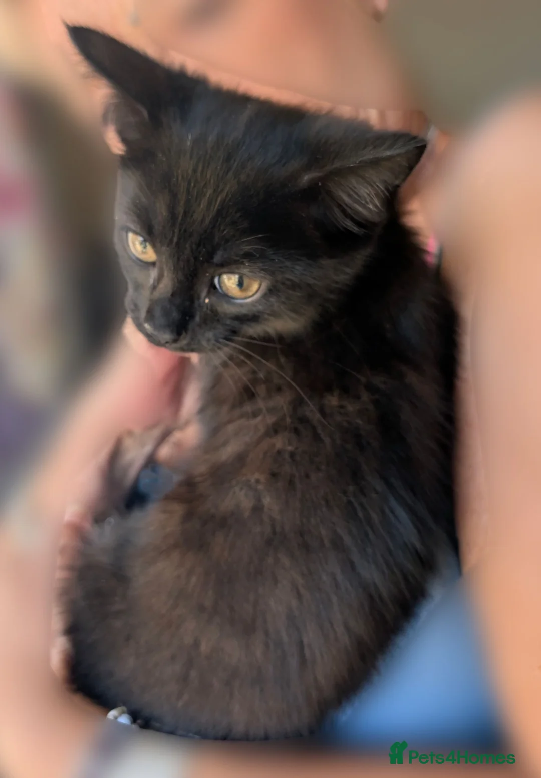 Mixed Breed cats for sale: Kitten girl  - Advert 1