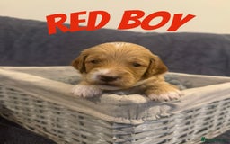 Mixed Breed dogs for sale: 👑 Superb Rare Health Tested Cockadoodledoo Pups - Image 17