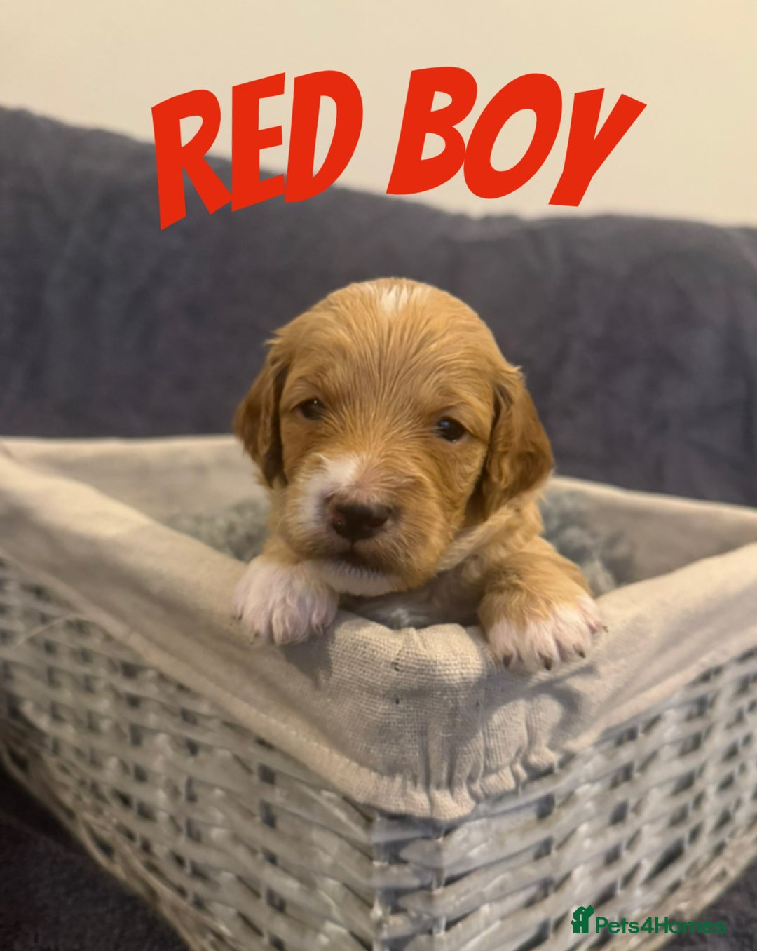 Mixed Breed dogs for sale: 👑 Superb Rare Health Tested Cockadoodledoo Pups - Image 17
