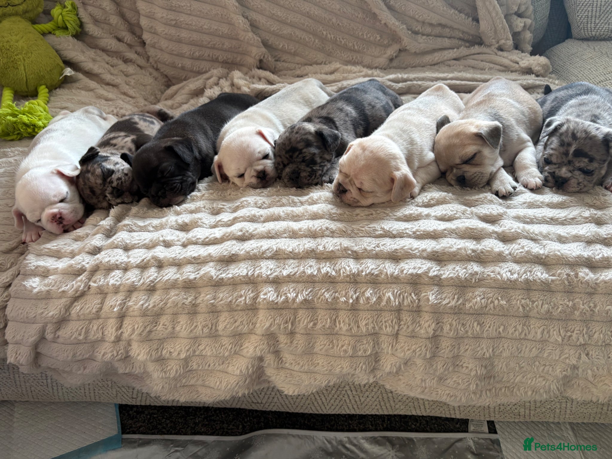 Frug dogs 🐶 Pug/French bulldog puppies 🐶 Rare markings - Advert 11