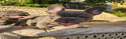 French Bulldog dogs for sale: Adorable French Bulldog Brother & Sister - Advert 16
