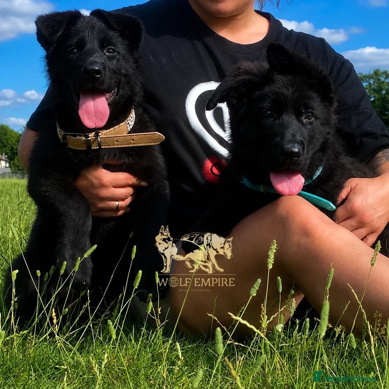German Shepherd dogs Beautiful Gsd,Puppies  - Advert 8