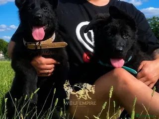 German Shepherd dogs Beautiful Gsd,Puppies - Advert 8