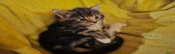 Mixed Breed cats for sale: Part Maine Coon - Advert 19