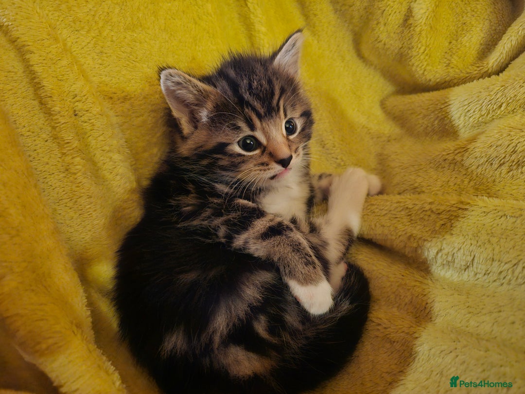 Mixed Breed cats for sale: Part Maine Coon - Advert 19