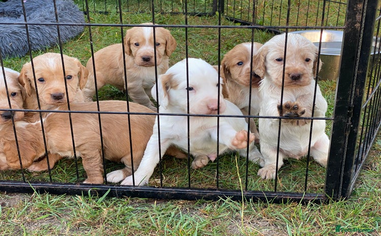 Cocker Spaniel dogs - Advert 6