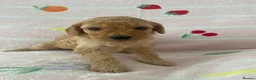Cockapoo dogs for sale: Beautiful f2 cockapoo pups  in Peterlee - Advert 4