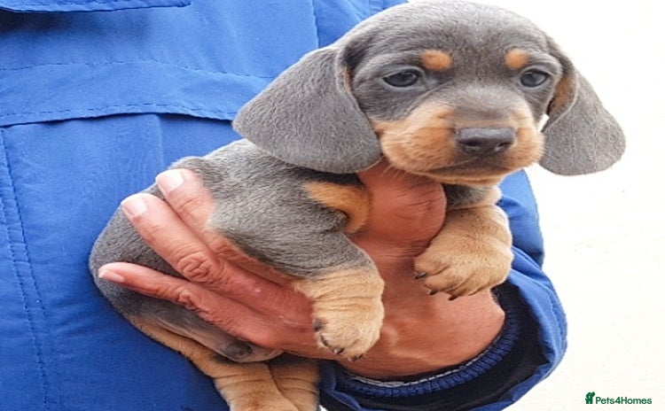Dachshund dogs - Advert 7