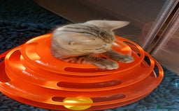 Bengal cats for sale: TICA Family-raised Bengal Kittens Vet Checked - Image 17
