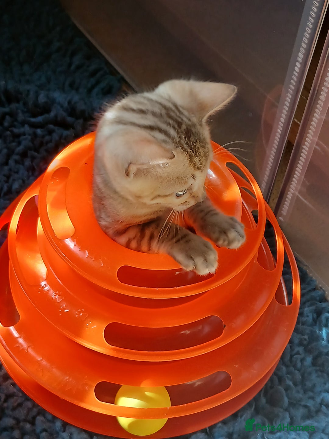 Bengal cats for sale: TICA Family-raised Bengal Kittens Vet Checked - Image 17