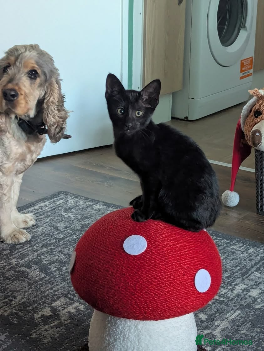 Mixed Breed cats Oriental mixed female - Advert 1