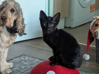 Mixed Breed cats Oriental mixed female - Advert 1