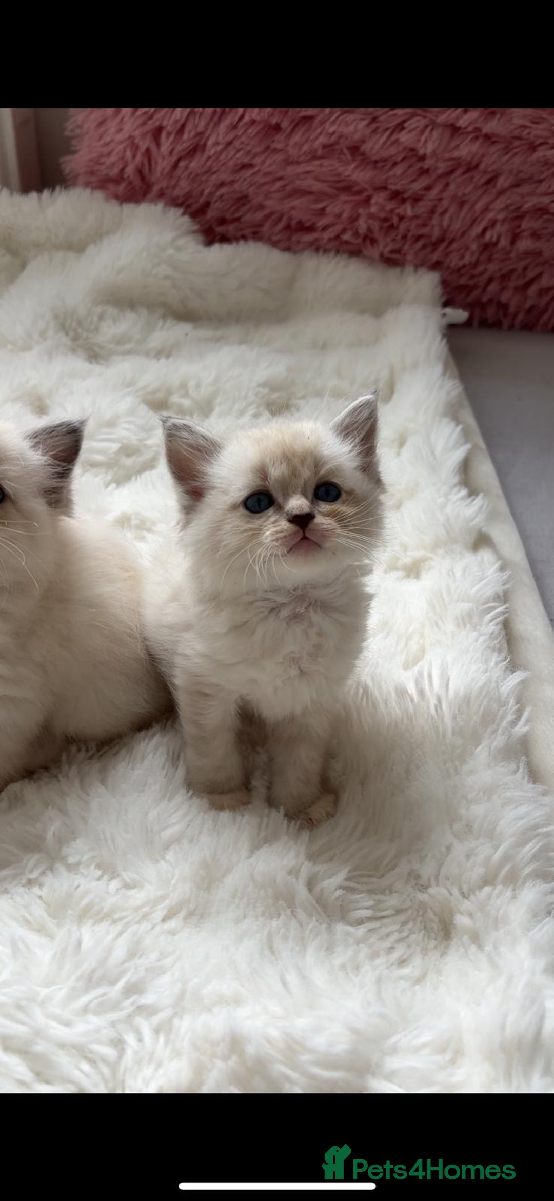 Ragdoll cats for sale: Ragdoll Blue pointed kitten Ready to go  - Image 9