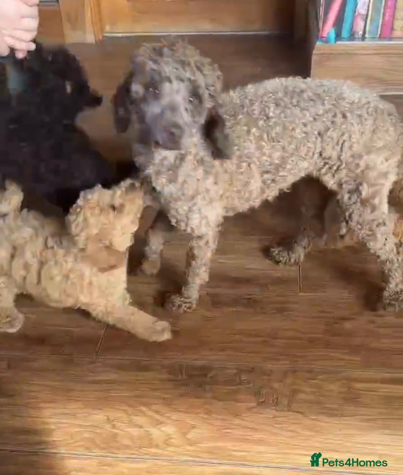 Mixed Breed dogs Adorable Toy/Minature poodles - Advert 2