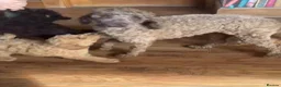 Mixed Breed dogs for sale: Adorable Toy/Minature poodles in Clackmannan - Advert 2