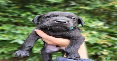 Labrador Retriever dogs - Advert 3