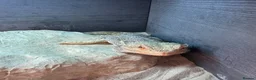 Bearded Dragon reptiles for sale: Bearded dragon with tank & all equipment  - Advert 2
