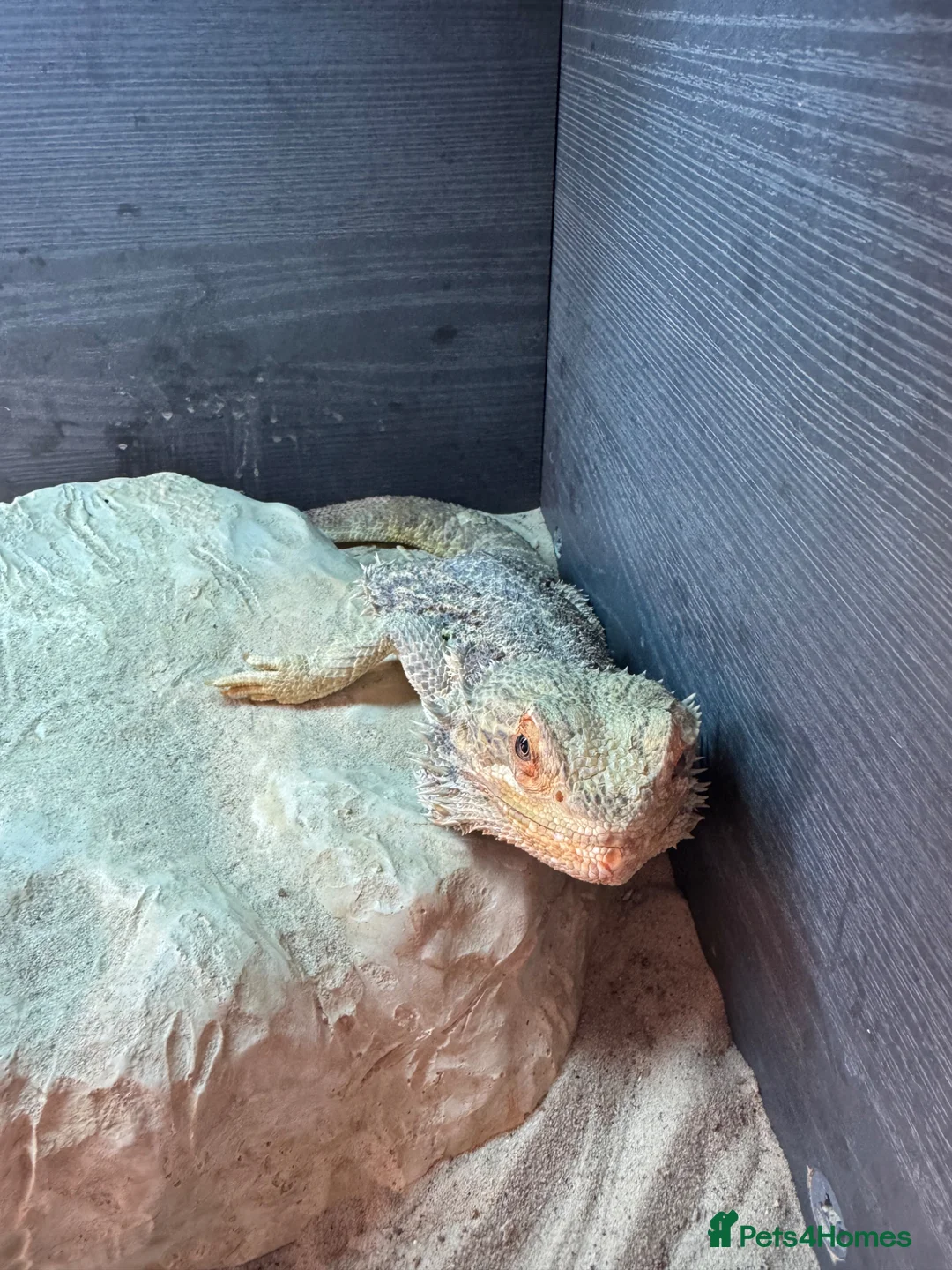 Bearded Dragon reptiles for sale: Bearded dragon with tank & all equipment  - Advert 2