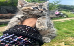 Mixed Breed cats for sale: Siamese/bsh domestic cross kittens  - Image 16