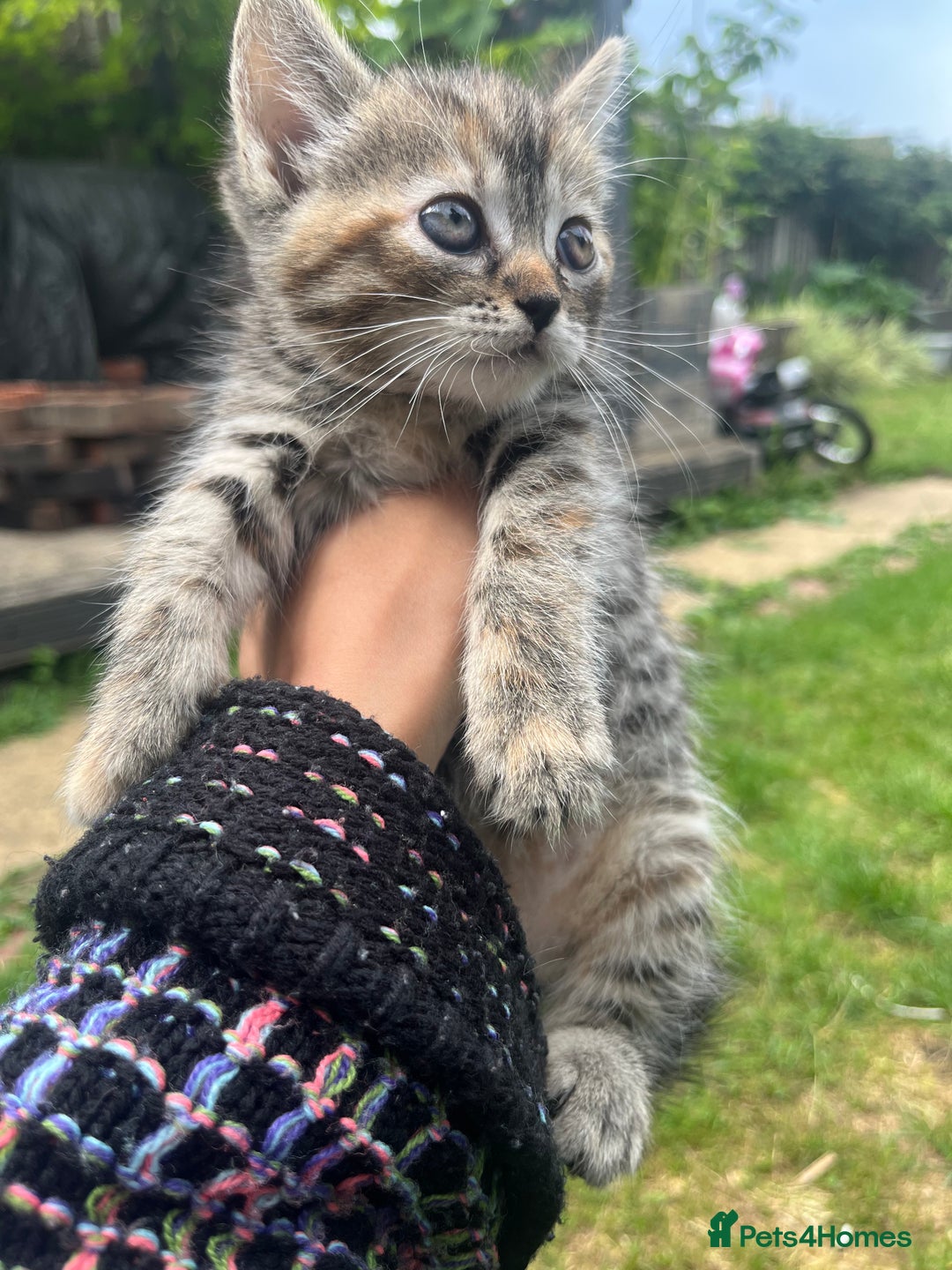 Mixed Breed cats for sale: Siamese/bsh domestic cross kittens  - Image 16