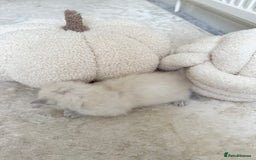 Ragdoll cats for sale: BLUE POINT RAGDOLL KITTENS - Image 16