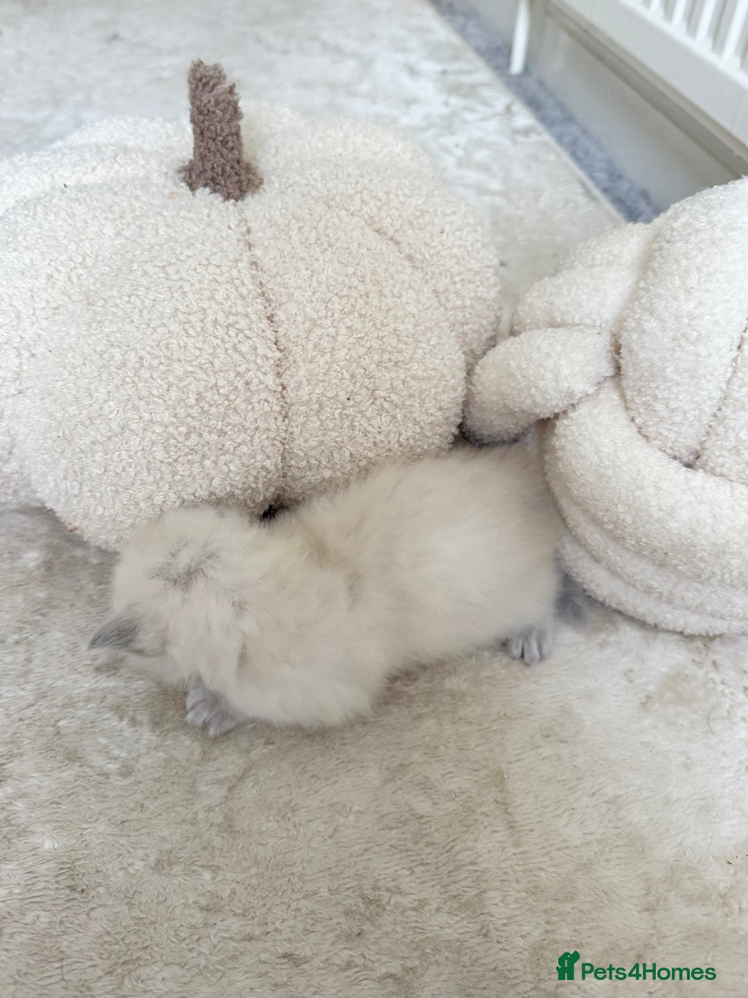 Ragdoll cats for sale: BLUE POINT RAGDOLL KITTENS - Image 16