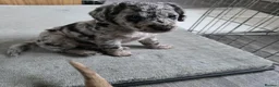 Mixed Breed dogs for sale: Jackapoo in Macclesfield - Advert 6
