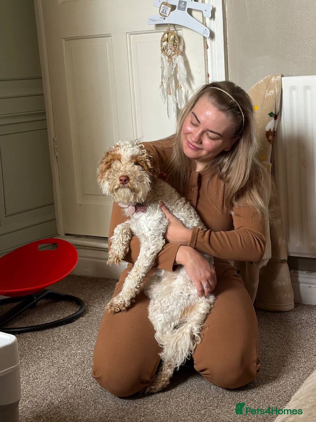 Cockapoo dogs for sale: Honey - Cockapoo puppy - 10 months old in Walsall - Advert 3